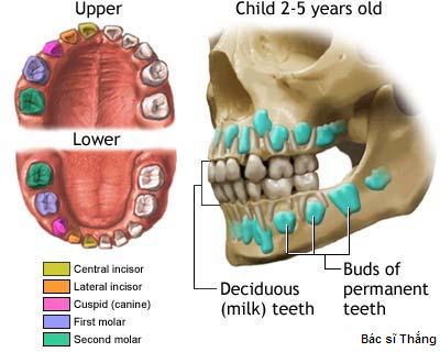 Quá trình răng vĩnh viễn thay thế răng sữa ở trẻ em