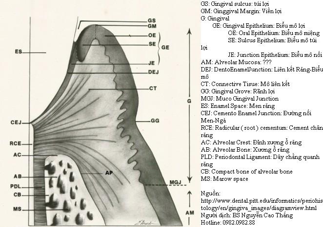 Giải phẫu vi thể của mô quanh răng