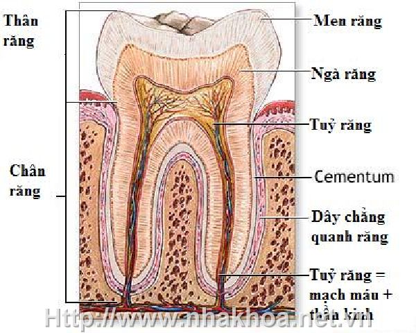Cấu trúc răng hàm